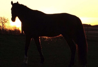 Von der Schwierigkeit nach links zu reiten