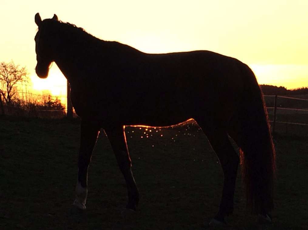 Pferd_im_Sonnernuntergang