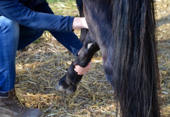 Ganzheitliche Pferdemassage – mehr als nur Wellness